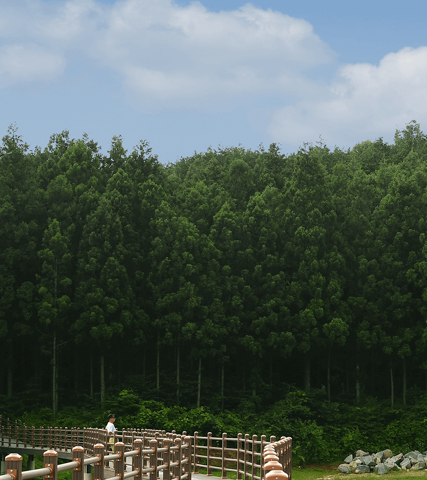축령산 편백숲