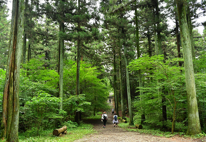 축령산편백숲 산책로