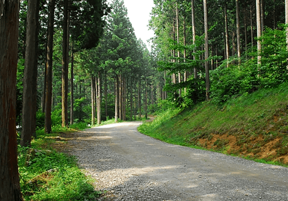 축령산 숲속 산길