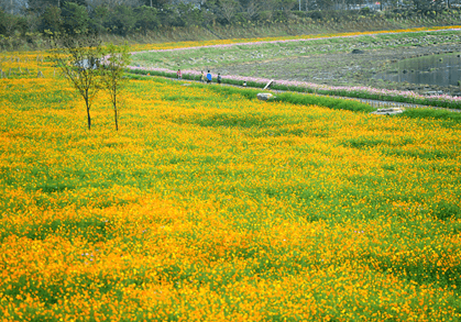 유채꽃이 가득 피어있는 황룡강 생태공원