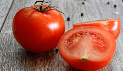 친환경방식 최첨단 자동화 시설로 재배된 토마토