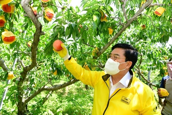 여름엔 역시~ 달콤 상큰한 장성 차돌복숭아! 이미지 2