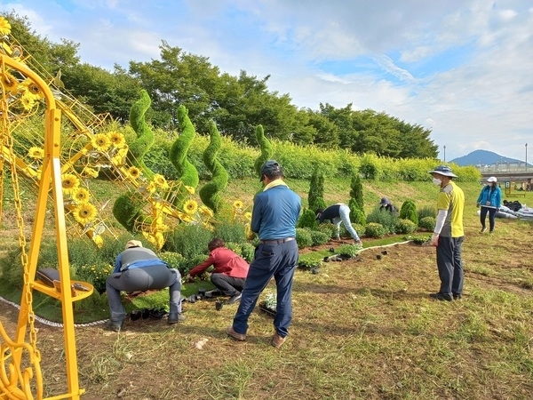 장성군 “마을마다 거리마다… 가을꽃 활짝”  이미지 3