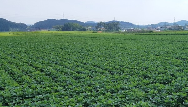 전남 대표 ‘국산 콩 우수생산단지’는… 장성군! 이미지 1