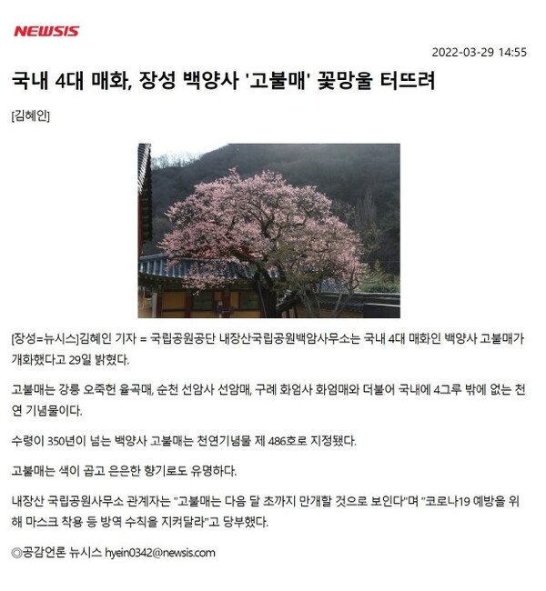 국내 4대 매화, 장성 백양사 '고불매' 꽃망울을 터뜨려  이미지 1