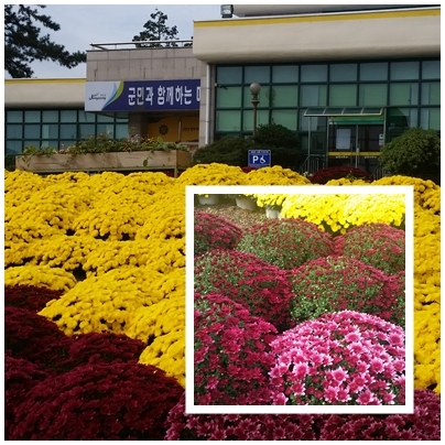 국화 향기 그윽한 남면 이미지 1