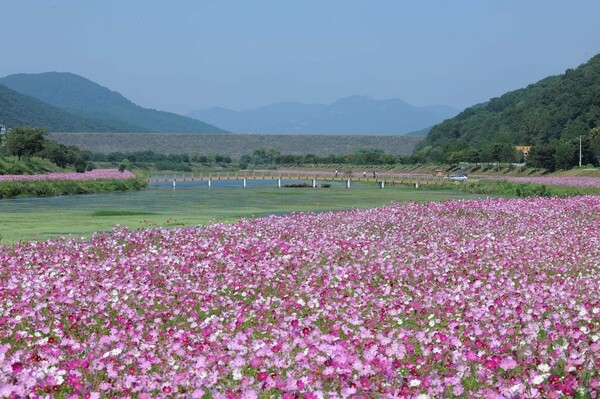 이름다운 황룡강 이미지 5