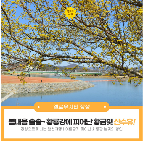 봄내음 솔솔~ 황룡강에 피어난 황금빛 산수유! 이미지 1