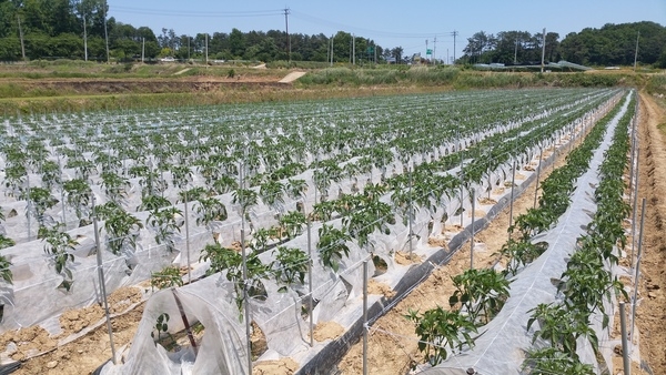 장성군, 고추 부직포 재배기술 도입 ‘효과만점’ 이미지 1