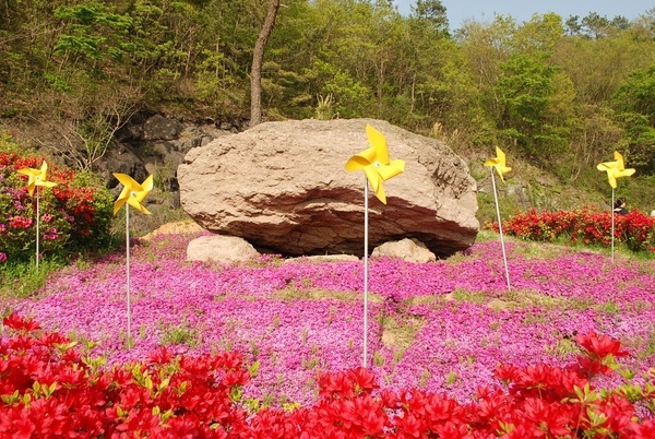 [포토] 꽃에 파묻힌 고인돌 이미지 1