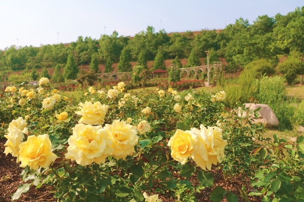 [포토] 장성 평림댐 장미공원 “노란장미의 유혹” 이미지 1