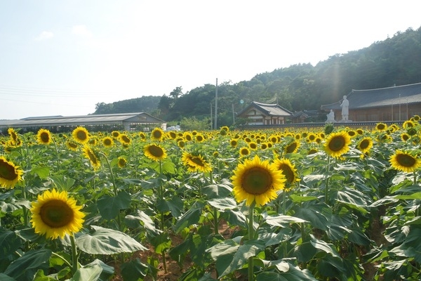 노란 해바라기 반기는 ‘축령산 편백산소축제 개막’ 이미지 1