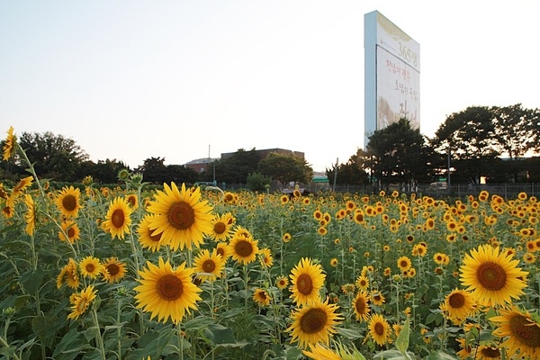장성 북이면, 황금빛 해바라기 만개 “발길 머무네~” 이미지 1