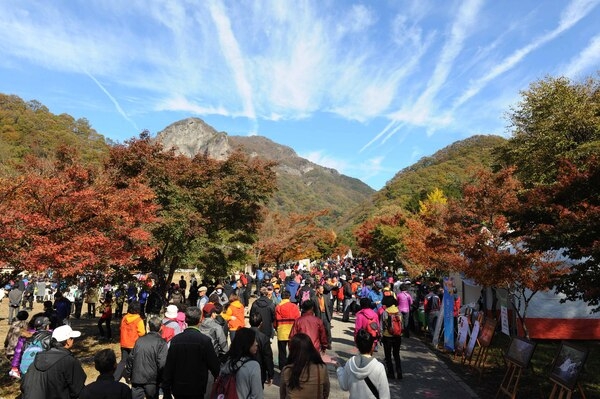 울긋불긋 애기단풍 향연 “백양단풍축제 팡파르“ 이미지 1