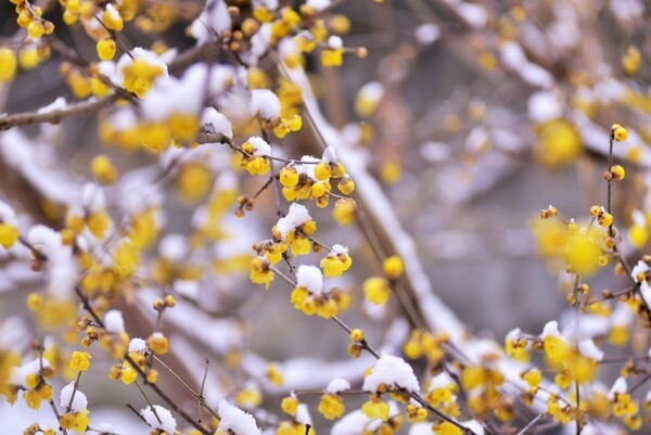 [포토] 황설리화, 하얀 눈속에 핀 ‘노란 봄’ 이미지 2