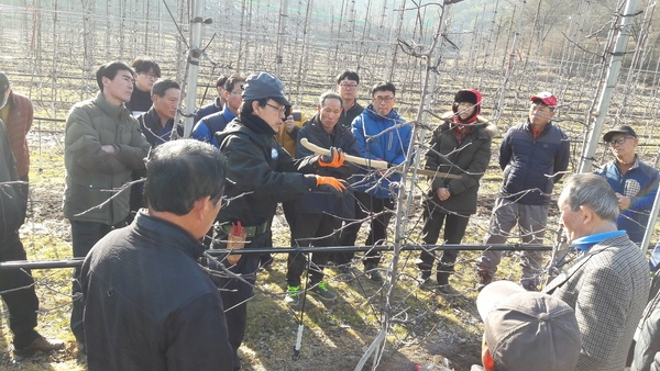 장성군, 과일농사 성패? ‘전정 작업에 달렸다’ [기술보급과] 이미지 1