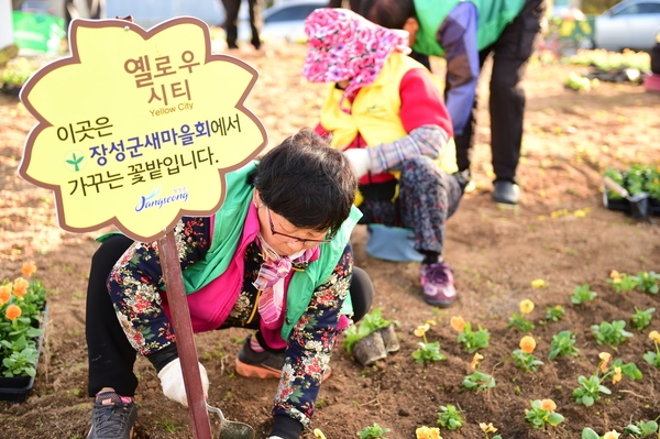 “사계절 노란꽃 피는 장성, 기대하세요!” [기술보급과] 이미지 1