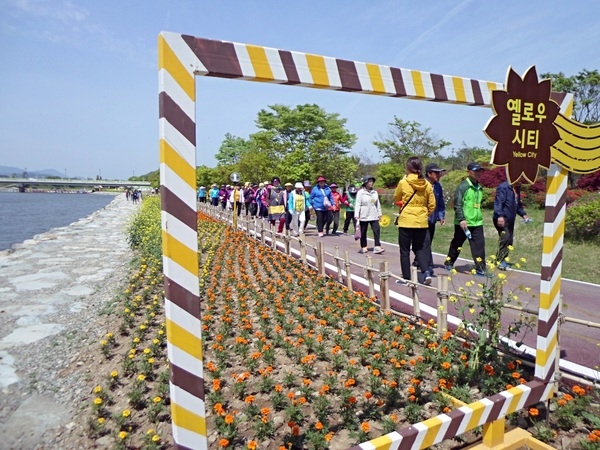 [포토] “노란 유채꽃 가득한 황룡강변 걸어보세요” 이미지 1