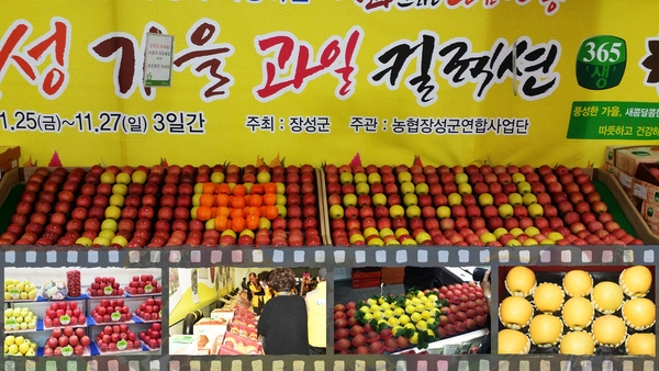 장성군, 과일에도 ‘컬러마케팅’ 도입한다 [농업기술센터] 이미지 1