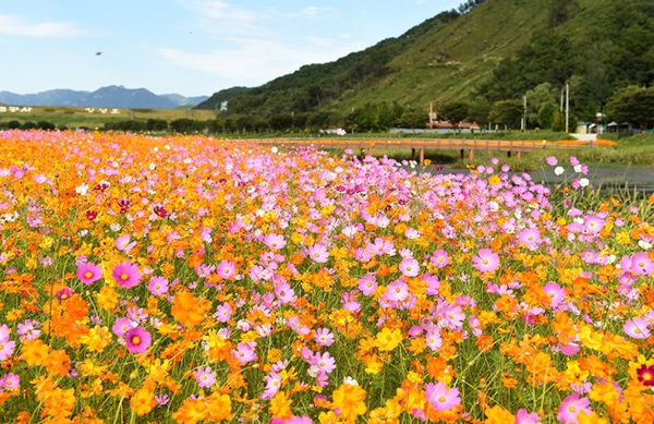 [포토뉴스] 황룡강변 꽃들의 향연 이미지 1