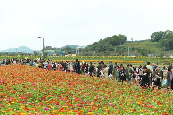 ‘장성 황룡강 노란꽃잔치’ 대박… 장성축제 신기원 열다 이미지 2