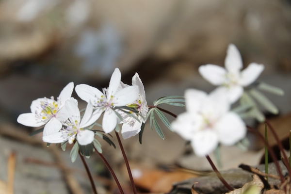 [포토] 봄소식 전하는 백암산 자락 변산바람꽃 이미지 2