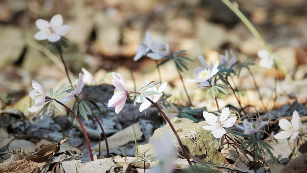 [포토] 봄소식 전하는 백암산 자락 변산바람꽃 이미지 1