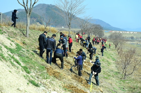 장성군, 황설리화로 꽃강 만든다 이미지 1