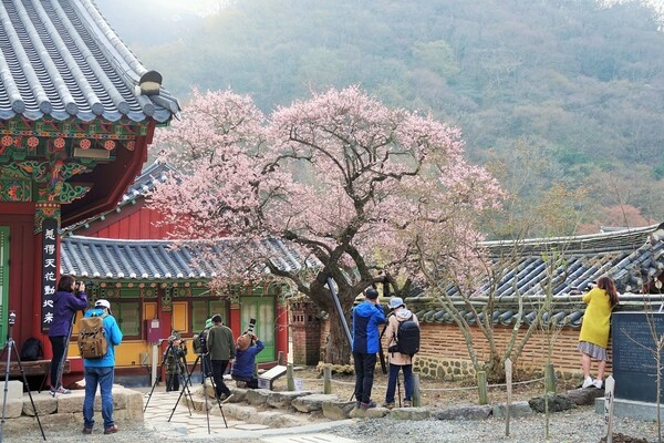 [포토] 백양사 고불매를 담는 사람들 이미지 2