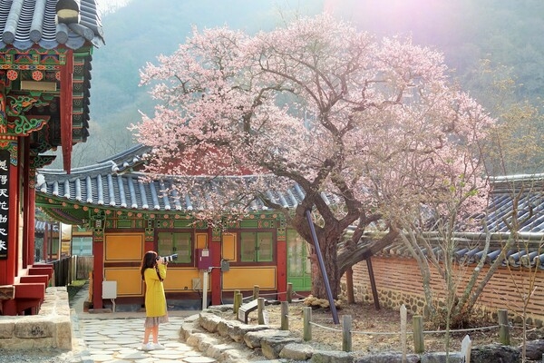 [포토] 백양사 고불매를 담는 사람들 이미지 1