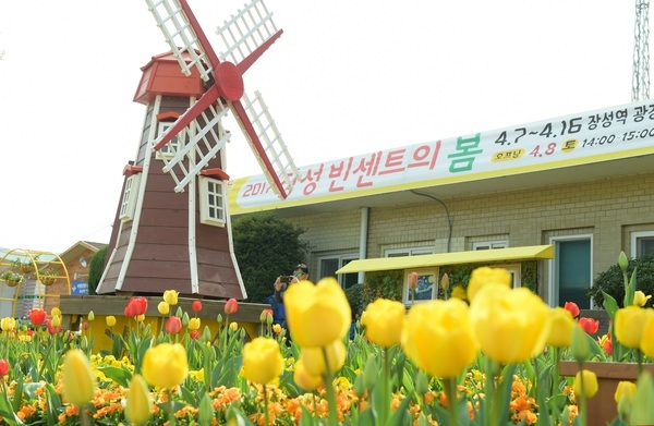 노란 튤립이 물들이는 4월의 장성 이미지 2