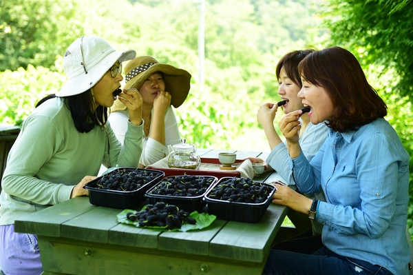 “장성군 햇오디 맛보세요” 이미지 2