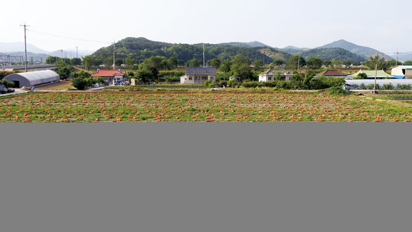 [포토뉴스] 양파의 일광욕  이미지 1