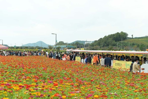 ‘장성 황룡강 노란꽃잔치’ 더 화려해지고 풍성해진다 이미지 2