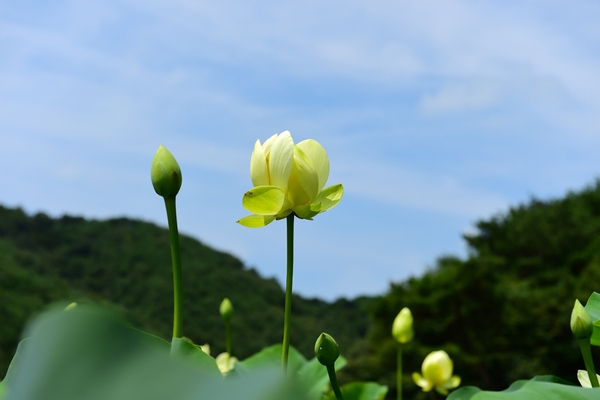 장성군, 국내 최초로 황련 노지재배 성공 이미지 3