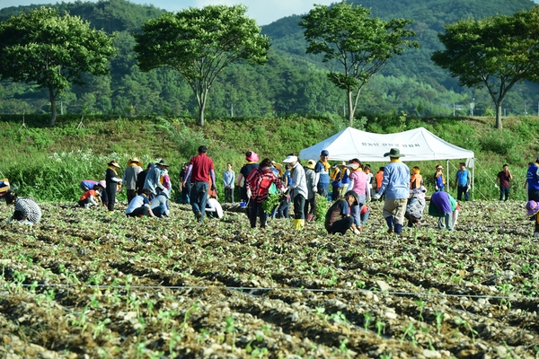 ‘장성 황룡강 노란꽃잔치’ 해바라기 정원, 더 화려해진다 이미지 1