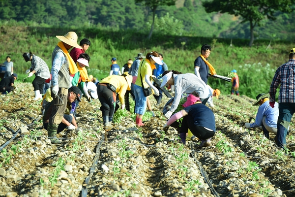 ‘장성 황룡강 노란꽃잔치’ 해바라기 정원, 더 화려해진다 이미지 3