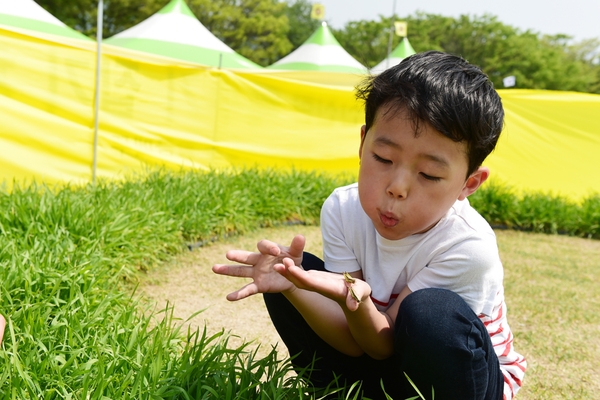 메뚜기로 심리 치유… 장성군, 정서곤충 산업 뛰어든다 이미지 2