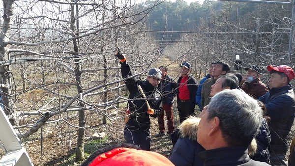 장성군, 전국 최초로 ‘과수 전정전문가’ 키운다 이미지 1