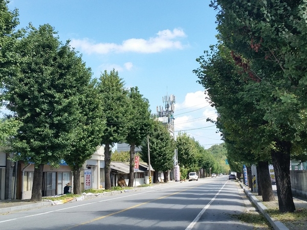 은행나무 가로수길은 못 살리지만…장성군, 주민의견 존중 이미지 1