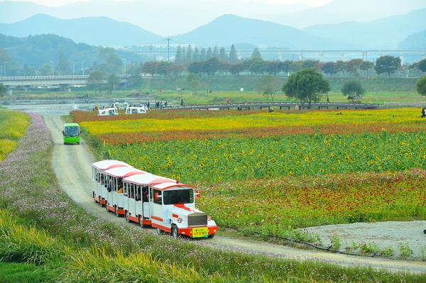 ‘장성 황룡강의 봄, 더 화려해진다’ 이미지 1