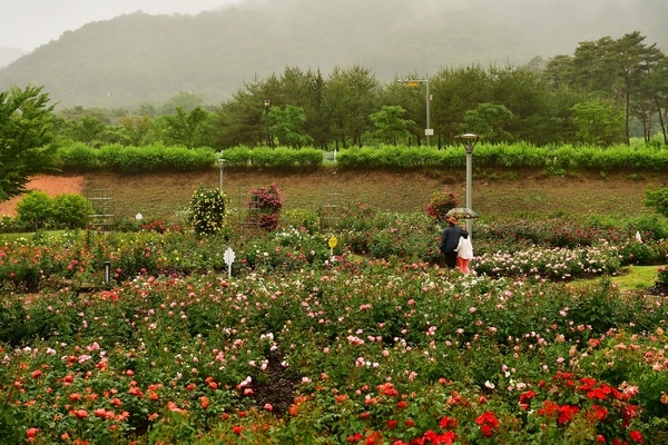 장미꽃 가득한 비밀의 화원 ‘장성군 평림댐 장미공원’ 이미지 2