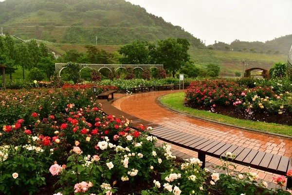 장미꽃 가득한 비밀의 화원 ‘장성군 평림댐 장미공원’ 이미지 1