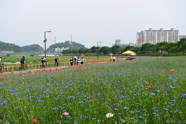 “축제는 끝났지만… 장성 황룡강 꽃의 향연은 계속됩니다” 이미지 2