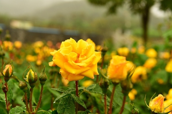 [포토뉴스] 옐로우시티 장성군의 ‘노란 장미’ 이미지 1
