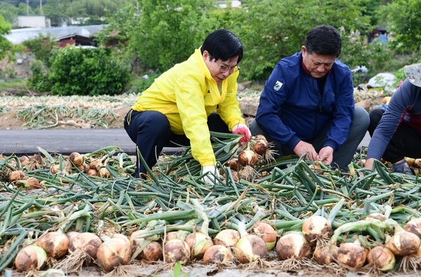 장성군 공직자, 농촌 일손 돕기에 ‘앞장’ 이미지 2