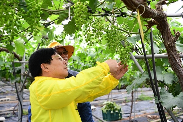장성군 공직자, 농촌 일손 돕기에 ‘앞장’ 이미지 3