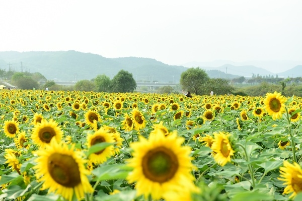 황룡강 해바라기 단지 조성, 장성군민들 ‘팔’ 걷는다 이미지 1