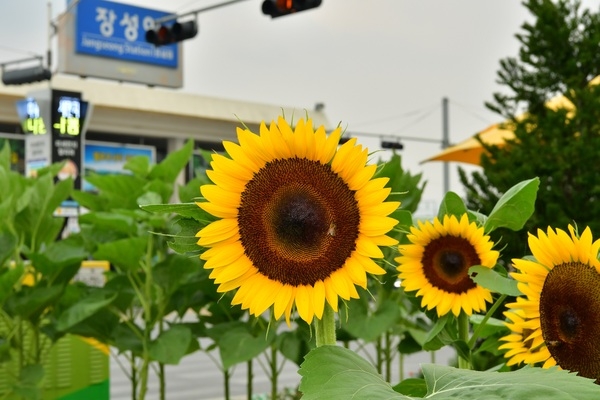 [포토뉴스] 장성역 앞에 활짝 피어난 해바라기 이미지 1