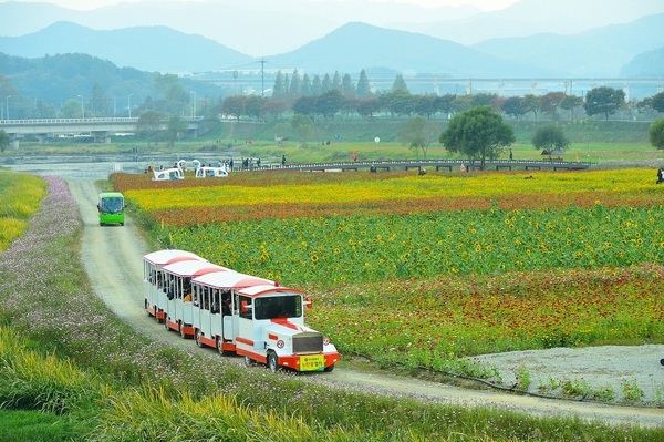 “축제의 변신은 무죄” 장성 노란꽃잔치 무엇이 달라졌나? 이미지 1